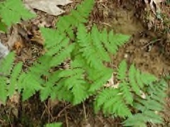 Gymnocarpium dryopteris Northern oak fern