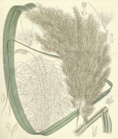 Gynerium sagittatum Uva Grass