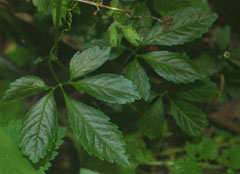 Gynostemma pentaphyllum Sweet Tea Vine