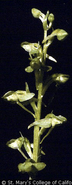 Habenaria sparsiflora Sparse-flowered bog orchid
