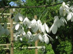 Halesia carolina Silver-Bell Tree, Carolina silverbell, Mountain silverbell