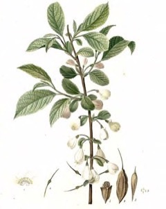 Halesia tetraptera Silverbell or Mountain Silverbell