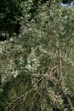 Halimodendron halodendron Salt Tree, Common salttree