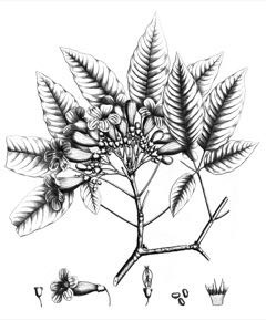 Handroanthus impetiginosus Pau D