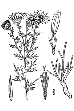 Haplopappus spinulosus Spiny Ironplant