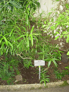 Hebe salicifolia 