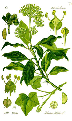 Hedera Ivy, 	English ivy, Algerian ivy, Baltic Ivy, Common Ivy