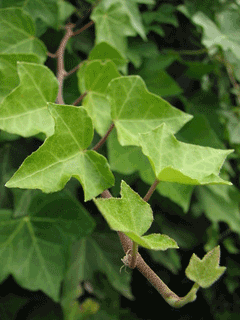 Hedera_helix Ivy, 	English ivy, Algerian ivy, Baltic Ivy, Common Ivy