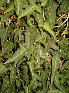 Hedera nepalensis Nepal Ivy