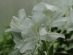 Hedychium coronarium Butterfly Ginger, White garland-lily, Garland Flower, Butterfly Lily
