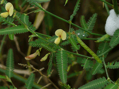Hedysarum alpinum Alpine Sweetvetch