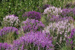 Hedysarum boreale Sweet Vetch, Utah sweetvetch, Northern sweetvetch
