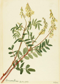 Hedysarum sulphurescens White Sweetvetch Hedysarum sulphurescens White Sweetvetch