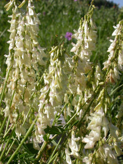 Hedysarum sulphurescens White Sweetvetch Hedysarum sulphurescens White Sweetvetch