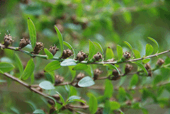 Heimia myrtifolia 