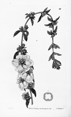Heimia salicifolia Erva De Vida, Shrubby yellowcrest