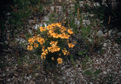 Helenium amarum Bitter Sneezeweed, Sneezeweed