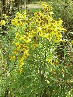 Helenium autumnale Sneezeweed, Common sneezeweed, Fall sneezeweed, Mountain sneezeweed, False Sunflower