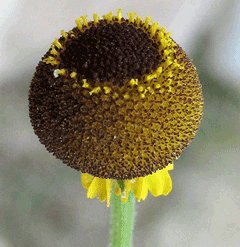 Helenium puberulum Rosilla