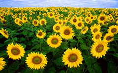 Helianthus Sunflower, Common sunflower