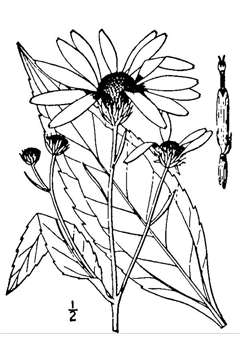 Helianthus doronicoides 