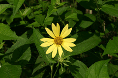Helianthus laetiflorus Showy Sunflower, Cheerful sunflower