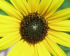 Helianthus petiolaris Prairie Sunflower