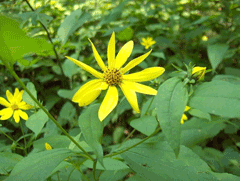 Helianthus strumosus Paleleaf Woodland Sunflower
