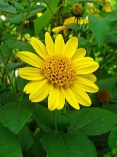 Helianthus decapetalus Thinleaf sunflower