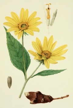 Helianthus hybrids Perennial Sunflower