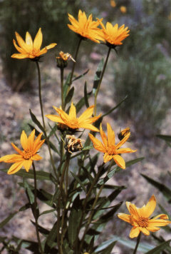Helianthus nuttallii Nuttall’s Sunflower Helianthus nuttallii Nuttall’s Sunflower