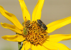 Helianthus nuttallii Nuttall’s Sunflower Helianthus nuttallii Nuttall’s Sunflower