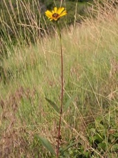 Helianthus pauciflorus Stiff Sunflower, Prairie Sunflower
