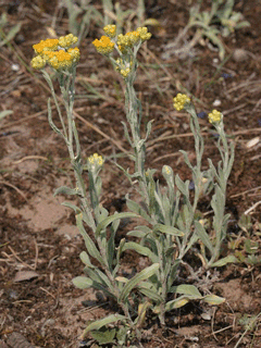 helichrysum arenarium Everlasting Flower