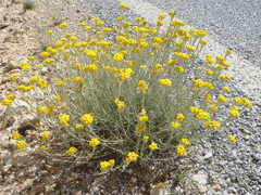 Helichrysum stoechas 