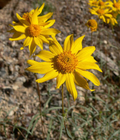 Heliomeris multiflora var. multiflora Showy Goldeneye