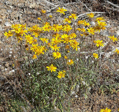 Heliomeris multiflora var. multiflora Showy Goldeneye