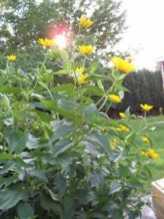 Heliopsis helianthoides False sunflower, Oxeye sunflower