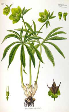 Helleborus viridis Green Hellebore