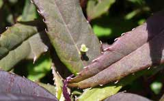 Helwingia chinensis 