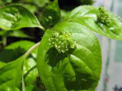Helwingia japonica 