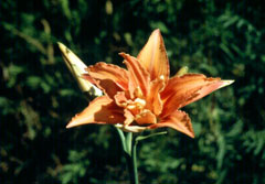 Hemerocallis fulva Common Day Lily, Orange daylily, Tawny Daylily,  Double Daylily