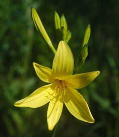Hemerocallis lilioasphodelus Yellow Day Lily