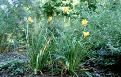 Hemerocallis middendorffii Amur daylily, Middendorf, Daylily