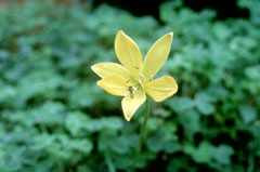 Hemerocallis middendorffii Amur daylily, Middendorf, Daylily