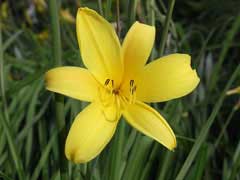 Hemerocallis minor Grassleaf Day Lily, Small daylily