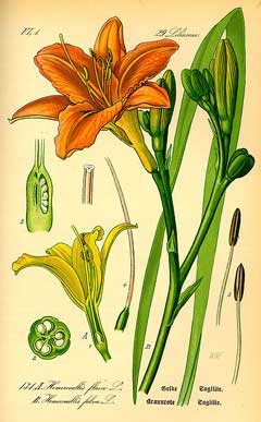 Hemerocallis species 