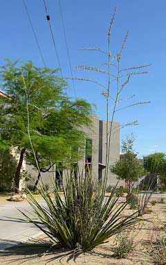 Hesperaloe funifera New Mexico false yucca