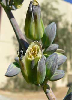 Hesperaloe funifera New Mexico false yucca
