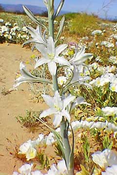 Hesperocallis undulata Desert Lily